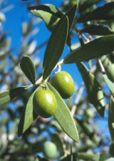 pha038000110.jpg