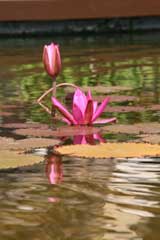 wasserrose.jpg